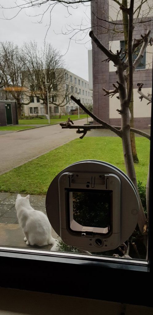 Hedendaags Kattenluik in dubbel glas - Glaszetter Haaglanden Glas QZ-46